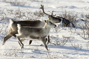 Canada, Manitoba