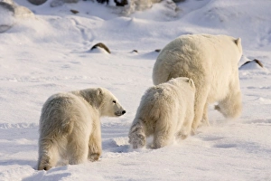 Images Dated 9th November 2008: Canada, Manitoba