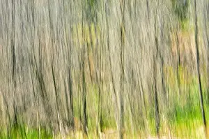 Images Dated 3rd July 2011: Canada, Manitoba. Abstract of trees in Nopiming Provincial Park