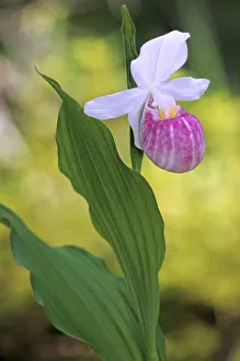Images Dated 16th April 2020: Canada, Manitoba, Agassiz Provincial Forest. Showy ladys slipper orchid close-up