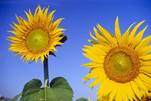 Images Dated 6th November 2020: Canada, Manitoba, Altona. Close-up of sunflowers