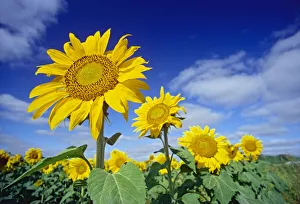 Images Dated 6th November 2020: Canada, Manitoba, Altona. Close-up of sunflowers