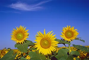 Images Dated 6th November 2020: Canada, Manitoba, Altona. Close-up of sunflowers