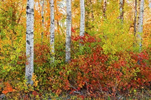 Images Dated 30th January 2022: Canada, Manitoba. Autumn colors Hecla-Grindstone Provincial Park
