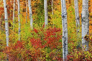 Images Dated 30th January 2022: Canada, Manitoba. Autumn colors Hecla-Grindstone Provincial Park