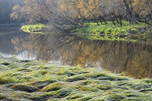 Images Dated 21st October 2009: Canada. Manitoba. Autumn on shore of LaSalle River
