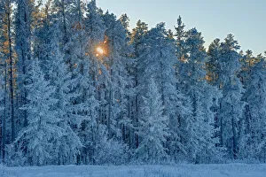 Prints of Canada, Manitoba, Belair Provincial Forest. Backlit jack pine trees covered in hoarfrost. Credit as: Mike Grandmaison / Jaynes Gallery / DanitaDelimont.com Images Dated 2020 March: Canada, Manitoba, Belair Provincial Forest. Backlit jack pine trees covered in hoarfrost