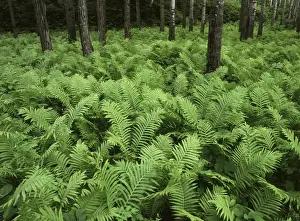 Images Dated 12th October 2017: Canada, Manitoba, Birch River, View of ferns growing in forest