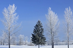Images Dated 3rd March 2010: Canada, Manitoba, Birds Hill Provincial Park. Trees covered in hoarfrost. Credit as