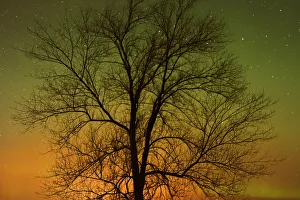 Northern Light Prints: Canada, Manitoba, Birds Hill Provincial Park. Aurora borealis and cottonwood tree