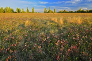 Images Dated 18th April 2020: Canada, Manitoba, Birds Hill Provincial Park. Three-flowered avens flowers