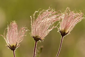 Canada, Manitoba, Birds Hill Provincial Park. Flowers on a three-flowered avens