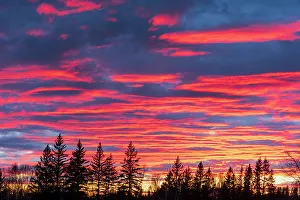 Images Dated 23rd May 2022: Canada, Manitoba, Birds Hill Provincial Park. Sunset silhouettes evergreen trees