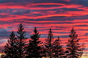 Images Dated 23rd May 2022: Canada, Manitoba, Birds Hill Provincial Park. Sunset silhouettes evergreen trees