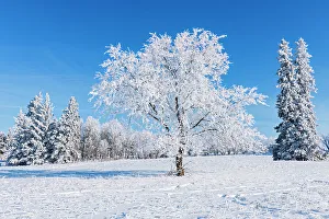 Manitoba Prints: Canada, Manitoba, Birds Hill Provincial Park. Hoarfrost-covered trees