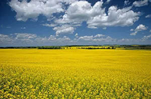 Canada, Manitoba, Bruxelles. Blooming crop of canola