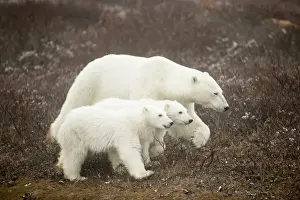 Images Dated 23rd October 2014: Canada, Manitoba, Churchill, Adult Female Polar Bear (Ursus maritimus) walking with