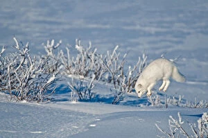 Canada, Manitoba, Churchill. Arctic fox leaping after prey under snow. Credit as