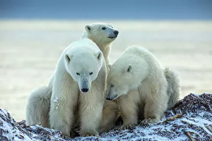 Manitoba Prints: Canada, Manitoba, Churchill. Close-up of Hudson Bay polar bear mother and juvenile cubs