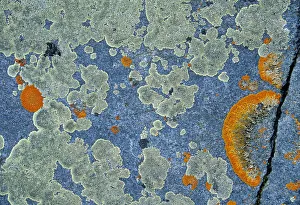 Manitoba Prints: Canada, Manitoba, Churchill. Crustose lichen on rock