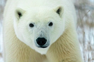 Manitoba Prints: Canada, Manitoba, Churchill. Face of polar bear close-up