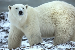 Powerful Prints: Canada, Manitoba, Churchill. Male polar bear close-up