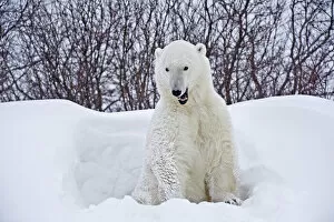 Bear Gallery: Canada, Manitoba, Churchill. Polar bear emerging from snow shelter. Canada Credit as