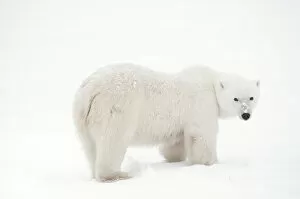 Images Dated 12th November 2006: Canada, Manitoba, Churchill. Polar bear on frozen tundra