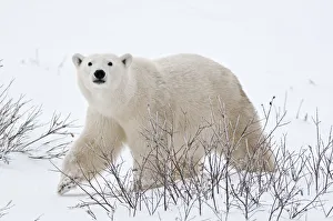 Canada, Manitoba, Churchill. Polar bear on frozen tundra