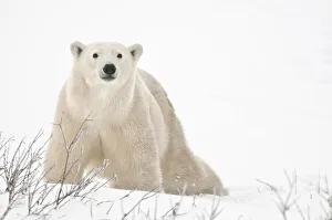 Churchill Prints: Canada, Manitoba, Churchill. Polar bear on frozen tundra