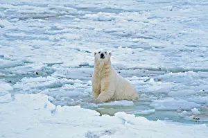 Predatory Prints: Canada, Manitoba, Churchill. Polar bear in icy water
