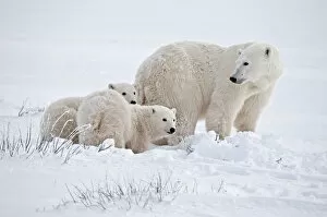 Images Dated 17th November 2006: Canada, Manitoba, Churchill. Polar bear mother and cubs on frozen tundra. Credit as