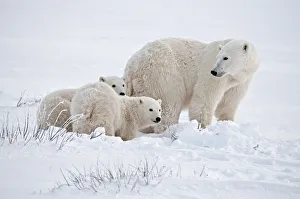 Images Dated 17th November 2006: Canada, Manitoba, Churchill. Polar bear mother and cubs on frozen tundra. Credit as