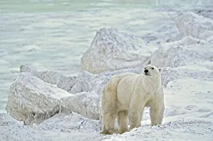 Churchill Prints: Canada, Manitoba, Churchill. Polar bear on rocky frozen tundra