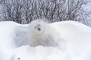 Images Dated 14th November 2008: Canada, Manitoba, Churchill. Polar bear shaking snow off on frozen tundra