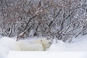 Images Dated 15th November 2008: Canada, Manitoba, Churchill. Polar bear sleeping in snow
