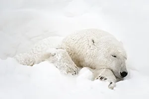 Churchill Prints: Canada, Manitoba, Churchill. Polar bear sleeping in snow