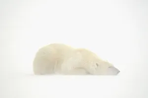 Images Dated 5th November 2020: Canada, Manitoba, Churchill. Polar bear sleeping on snow in fog