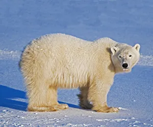 Churchill Prints: Canada, Manitoba, Churchill. Polar bear standing on frozen tundra