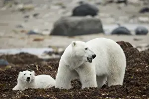 Images Dated 21st October 2014: Canada, Manitoba, Churchill, Polar Bear (Ursus maritimus) and cub standing in piles