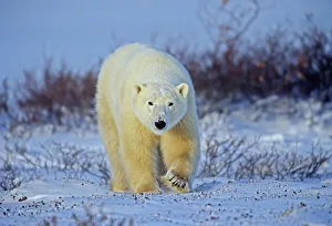 Images Dated 5th November 2020: Canada, Manitoba, Churchill. Polar bear walking on frozen tundra