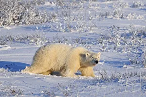 Churchill Prints: Canada, Manitoba, Churchill. Polar bear walking through snow in evening light