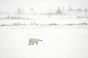 Images Dated 14th November 2006: Canada, Manitoba, Churchill. Polar bear walking on tundra in blizzard. Credit as