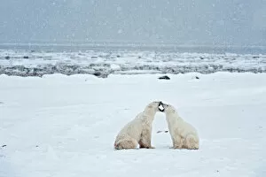 Bear Gallery: Canada, Manitoba, Churchill. Polar bears on frozen tundra