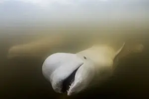 Canada, Manitoba, Churchill, Underwater view of Beluga Whale swimming in Churchill
