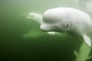 Manitoba Prints: Canada, Manitoba, Churchill, Underwater view of young Beluga Whale pod swimming near