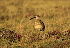Canada Prints: Canada, Manitoba, Churchill. Whimbrel bird on the tundra