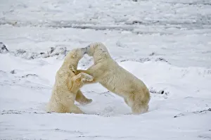 Churchill Prints: Canada, Manitoba, Churchill. Young polar bears sparring