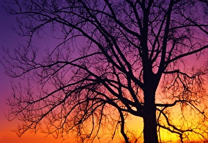 Populus Deltoides Prints: Canada, Manitoba. Detail of cottonwood tree at sunset