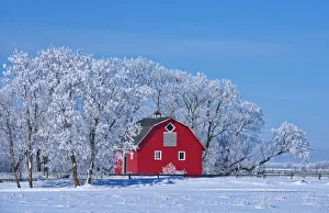 Canada, Manitoba, Deacons Corner. Red barn surrounded by trees covered with